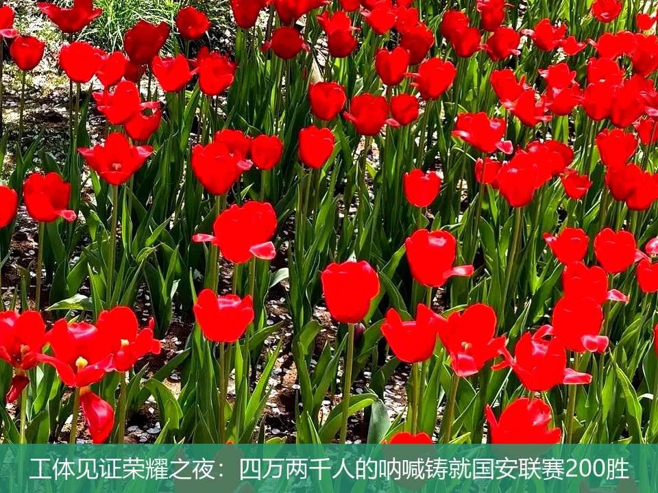 工体见证荣耀之夜:四万两千人的呐喊铸就国安联赛200胜